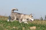 ALASKAN MALAMUTE 106